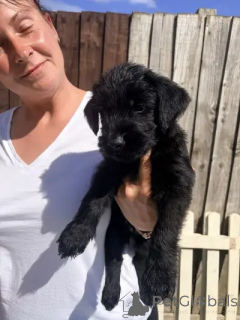 Photo №1. giant schnauzer - for sale in the city of Dolenjske Toplice | negotiated | Announcement № 173093