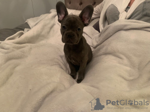 Photo №4. I will sell french bulldog in the city of Berlin. private announcement, from nursery - price - 423$