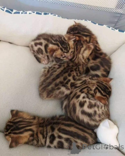 Photo №1. bengal cat - for sale in the city of Galtby | 506$ | Announcement № 168915