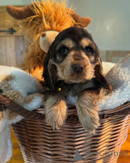 Photo №2 to announcement № 160768 for the sale of english cocker spaniel - buy in Finland private announcement