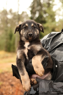 Photo №2 to announcement № 98972 for the sale of non-pedigree dogs - buy in Russian Federation private announcement