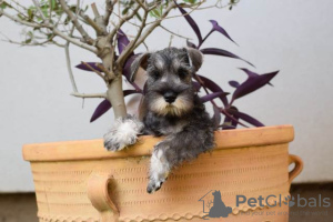 Photo №2 to announcement № 108367 for the sale of standard schnauzer - buy in Serbia 