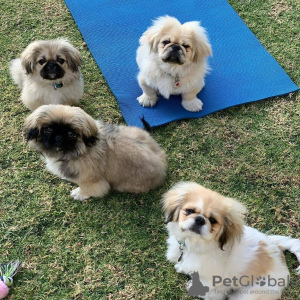 Photo №2 to announcement № 98525 for the sale of pekingese - buy in Slovenia private announcement, from nursery, from the shelter, breeder