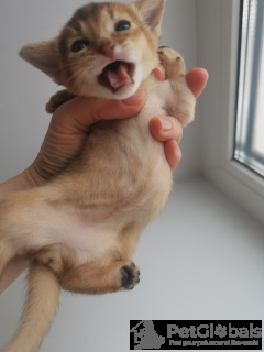 Photo №3. Abyssinian kittens boys and girls. Russian Federation