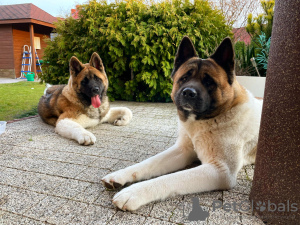 Photo №4. I will sell american akita in the city of Gdańsk. breeder - price - 1057$
