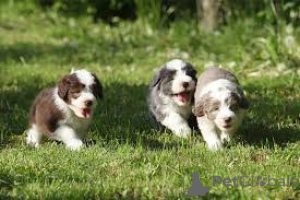 Photo №1. bearded collie - for sale in the city of London Borough of Hackney | negotiated | Announcement № 136211