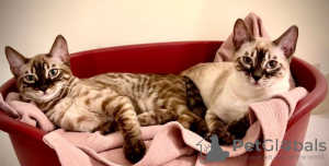 Photo №1. bengal cat - for sale in the city of Denver | 400$ | Announcement № 95832