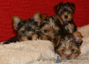 Photo №3. Tiny Teacup Black/Tan Yorkie. Germany