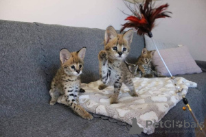 Photo №1. savannah cat - for sale in the city of Sežana | 898$ | Announcement № 83597