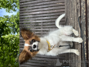 Photo №2 to announcement № 102768 for the sale of papillon dog - buy in Poland from nursery