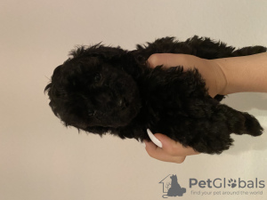 Photo №1. poodle (dwarf) - for sale in the city of Chemnitz | negotiated | Announcement № 57503