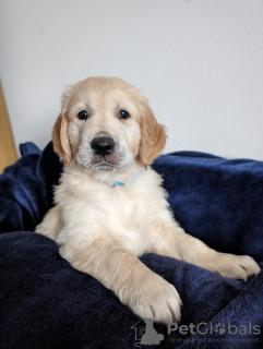 Photo №1. golden retriever - for sale in the city of New York | 350$ | Announcement № 100326