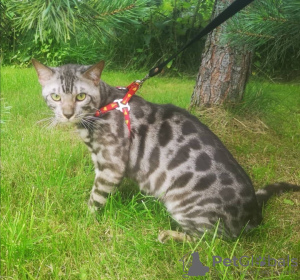 Photo №1. Mating service - breed: bengal cat. Price - 202$