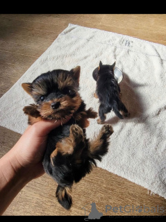 Photo №2 to announcement № 137416 for the sale of yorkshire terrier - buy in Mexico breeder