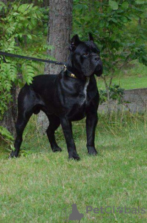 Photo №2 to announcement № 10454 for the sale of cane corso - buy in Russian Federation breeder