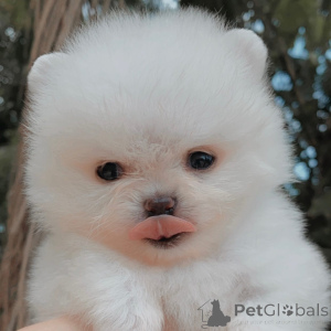 Photo №3. Adorable Female German Spitz Puppy for Sale Fluffy, Sweet & Full of Love. Germany