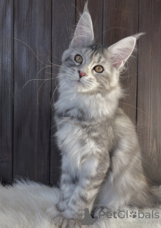 Photo №2 to announcement № 163668 for the sale of maine coon - buy in Germany breeder