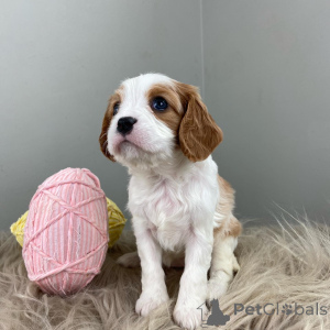 Photo №2 to announcement № 159304 for the sale of cavalier king charles spaniel - buy in Germany private announcement