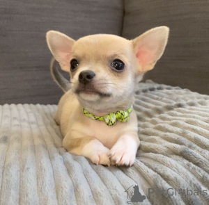 Photo №1. chihuahua - for sale in the city of Бохум | negotiated | Announcement № 41717