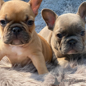 Photo №1. french bulldog - for sale in the city of Гамбург | 350$ | Announcement № 44531