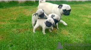 Photo №1. pug - for sale in the city of Couvin | negotiated | Announcement № 169344