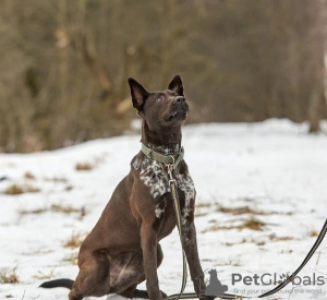 Photo №2 to announcement № 133500 for the sale of  - buy in Russian Federation private announcement