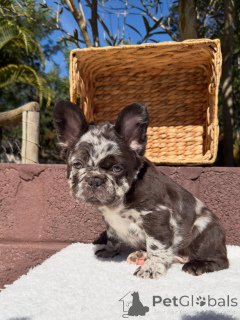 Photo №3. Irresistible Frenchies Playful, Affectionate Companions Waiting for You. Germany
