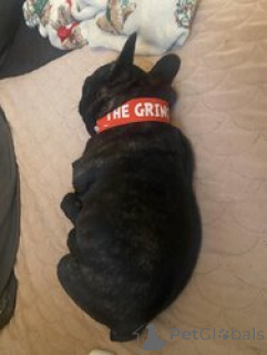 Photo №1. french bulldog - for sale in the city of Ramstein-Miesenbach | 578$ | Announcement № 166053