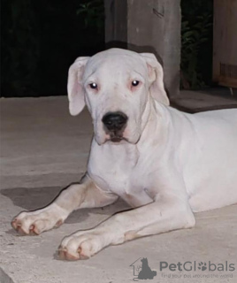 Additional photos: Dogo Argentino puppies