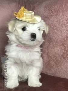 Additional photos: The cutest puppies