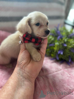 Photo №4. I will sell dachshund in the city of Krakow. breeder - price - negotiated