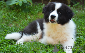 Photo №1. bearded collie - for sale in the city of Berlin | 275$ | Announcement № 101231