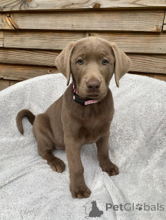 Photo №2 to announcement № 165309 for the sale of labrador retriever - buy in France breeder