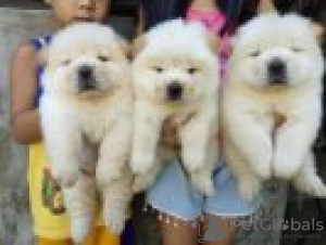 Photo №1. chow chow - for sale in the city of New York | 900$ | Announcement № 45624