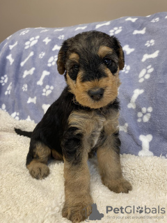 Photo №4. I will sell airedale terrier in the city of Mogilno. breeder - price - 1374$