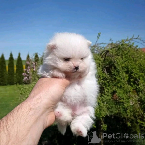 Photo №3. Teacup pomeranian puppy. United States