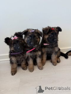 Photo №1. german shepherd - for sale in the city of ANSUBRG | negotiated | Announcement № 164997