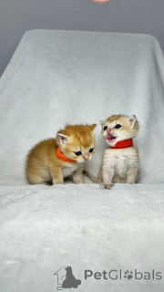 Photo №3. BRC for sales of kittens. Uzbekistan