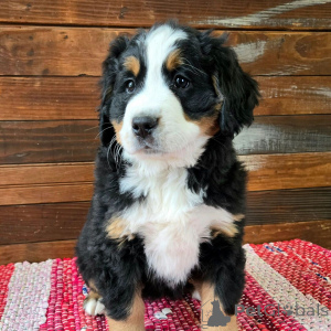 Photo №2 to announcement № 134931 for the sale of bernese mountain dog - buy in Germany 