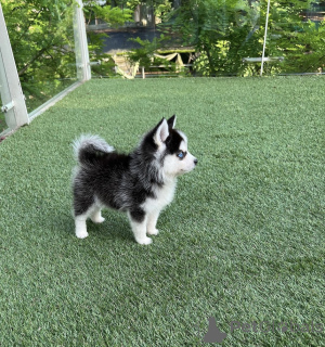 Photo №3. TINY POMSKY PUPPIES FOR SALE. Germany