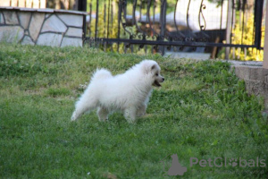 Additional photos: Samoyed puppies