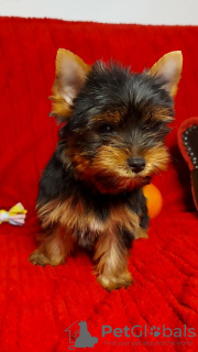 Additional photos: Yorkshire terrier puppies for sale