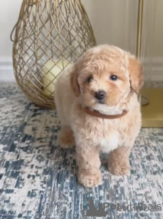 Photo №2 to announcement № 156400 for the sale of maltipu - buy in Germany 