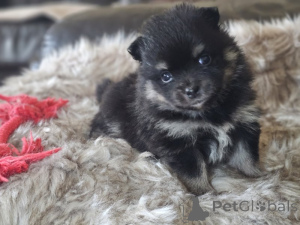 Photo №2 to announcement № 160267 for the sale of pomeranian - buy in United States private announcement, from nursery