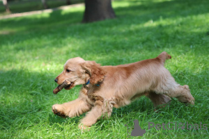 Photo №2 to announcement № 13129 for the sale of english cocker spaniel - buy in Ukraine from nursery