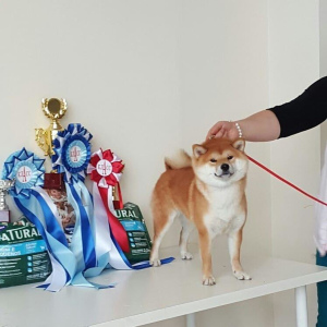Photo №1. shiba inu - for sale in the city of St. Petersburg | negotiated | Announcement № 4883