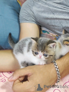 Photo №3. Himalaya-Kätzchen bereit für Rehoming. Germany