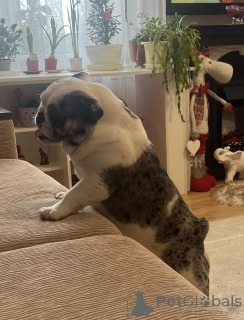 Photo №1.  - for sale in the city of Minsk | negotiated | Announcement № 40330