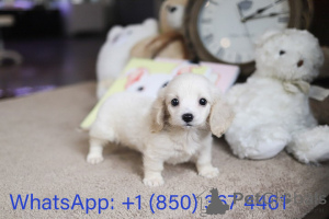 Photo №2 to announcement № 153559 for the sale of cavalier king charles spaniel - buy in United States breeder