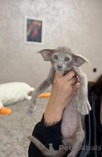 Photo №1. oriental shorthair - for sale in the city of Obertauern | 361$ | Announcement № 178588